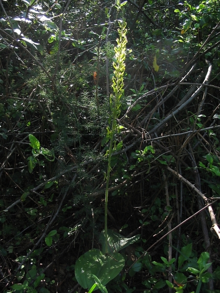 Orchis purpurea